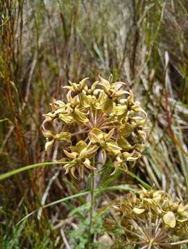 <i>Asclepias <i>crispa</i></i> var. crispa的圖片