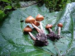 Psilocybe moseri Guzmán 1995的圖片