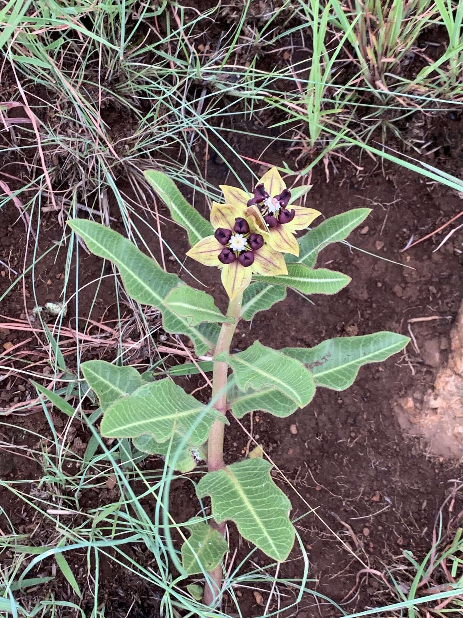 Image of Pachycarpus concolor subsp. transvaalensis (Schltr.) Goyder