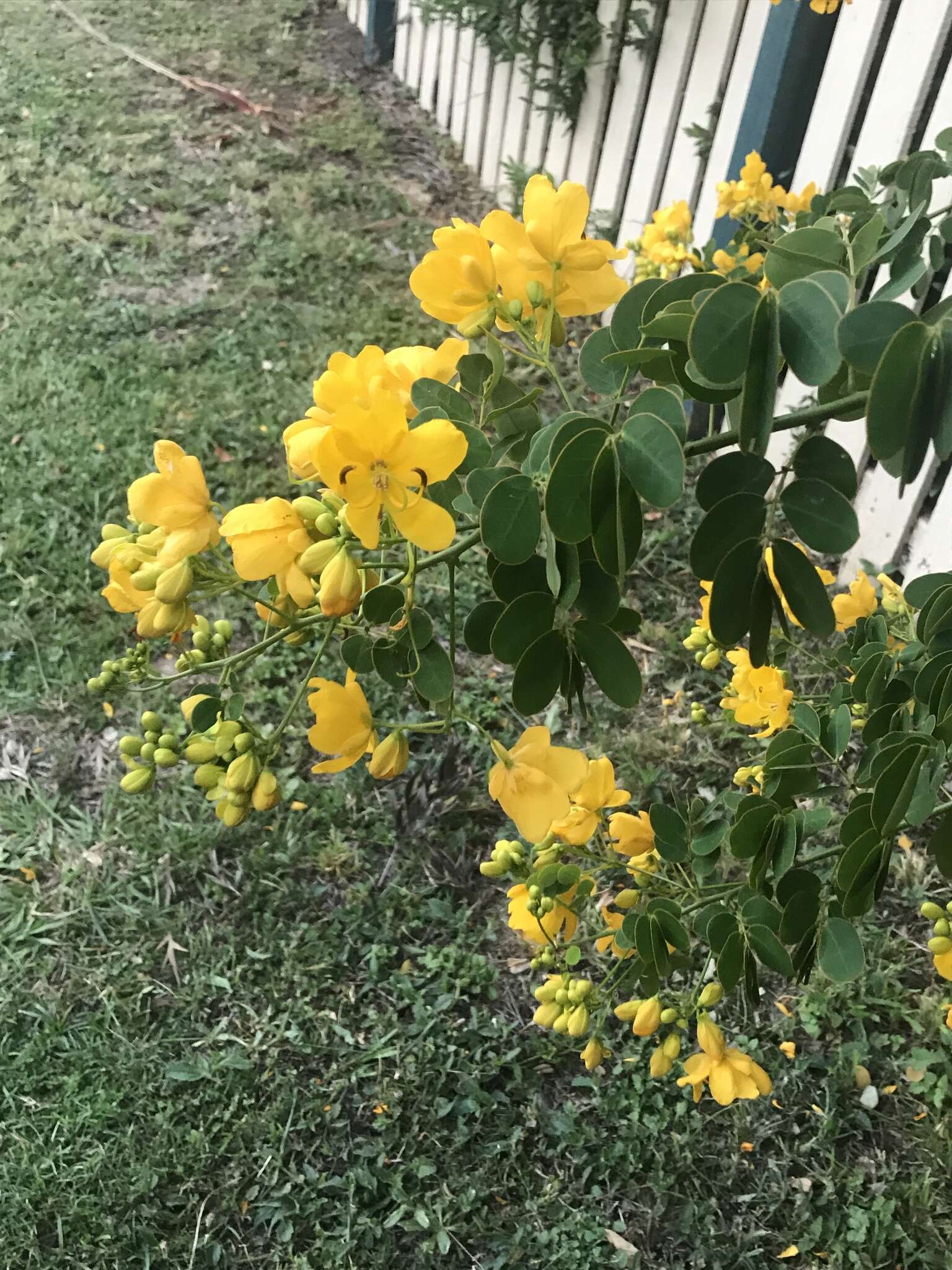 Senna pendula var. glabrata (Vogel) H. S. Irwin & Barneby resmi