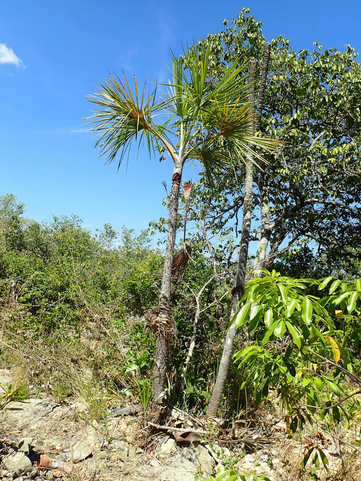 Image of Mauritiella