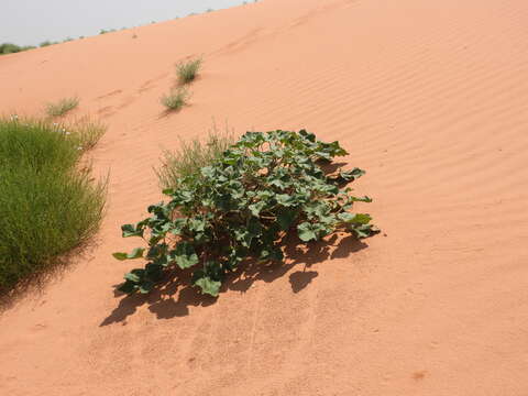 Image of sanddune unicorn-plant