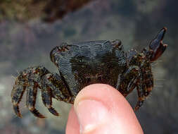 Image of marbled rock crab