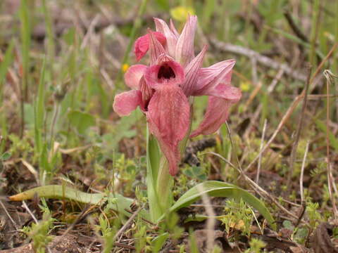 Image of Neglected Serapias