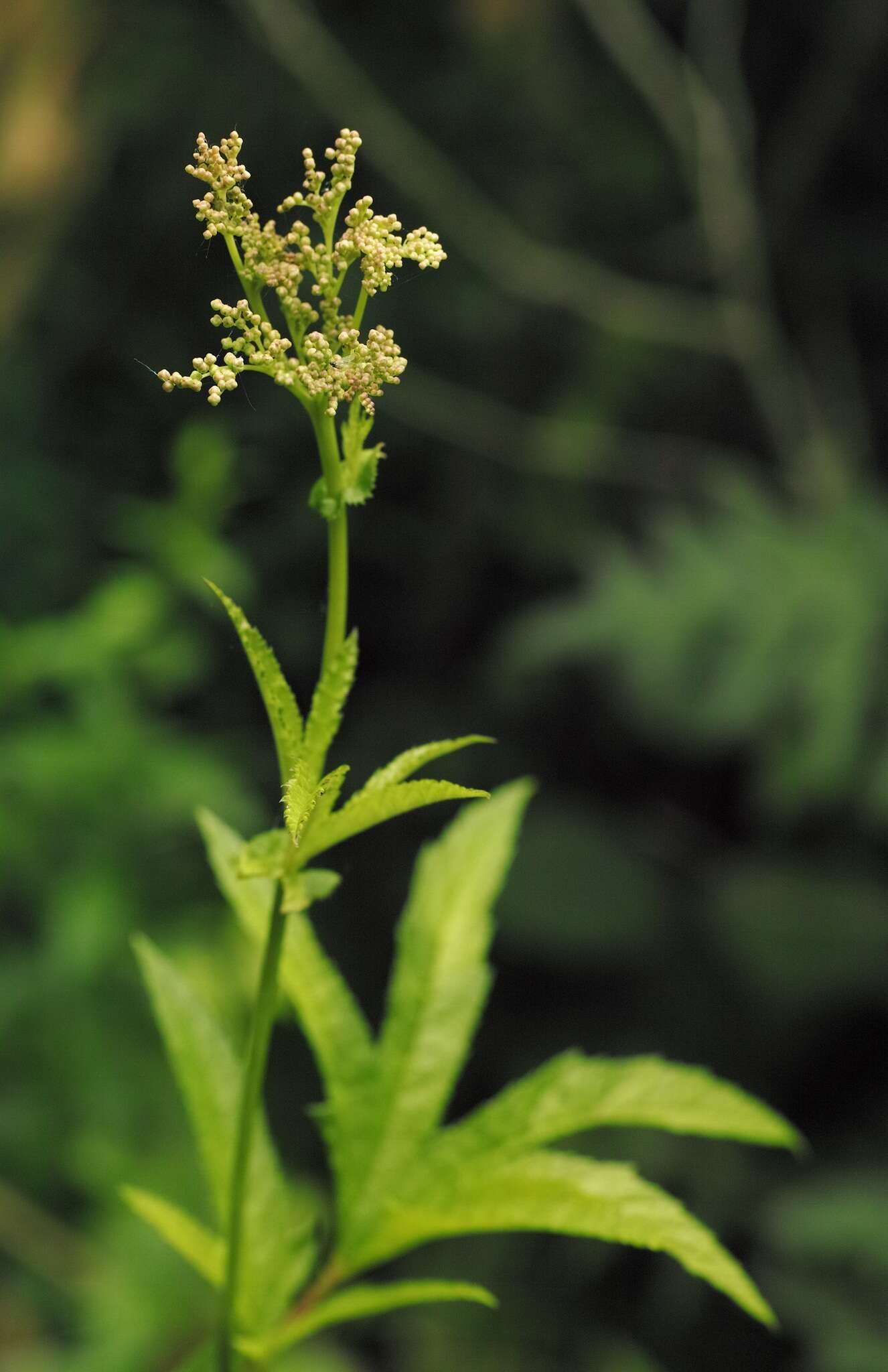 Plancia ëd Filipendula rubra (Hill) B. L. Robins.