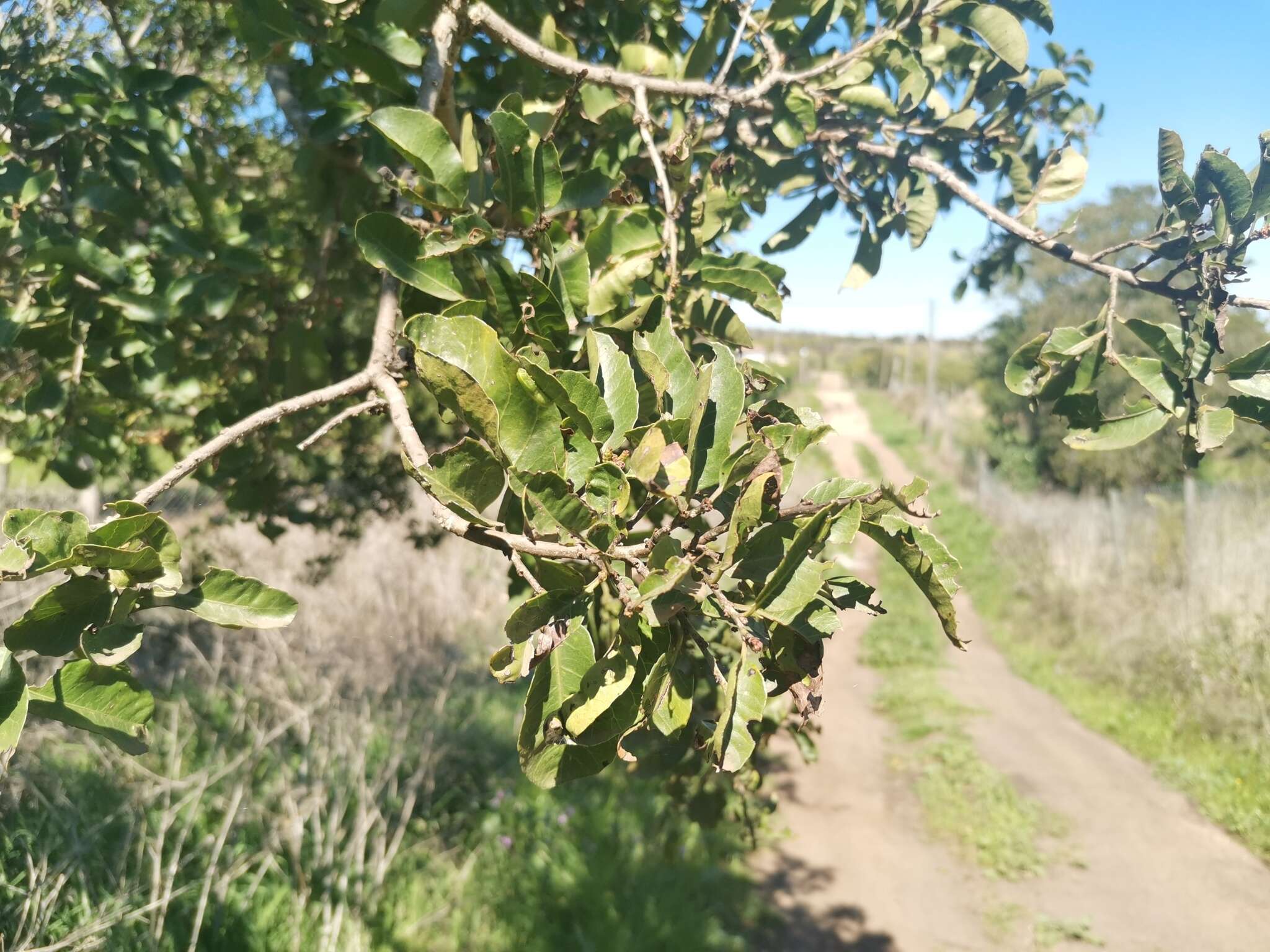 Image of Schinus latifolius (Gillies ex Lindl.) Engl.