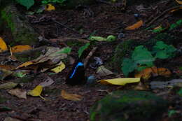 Image of Morpho helenor Cramer 1782