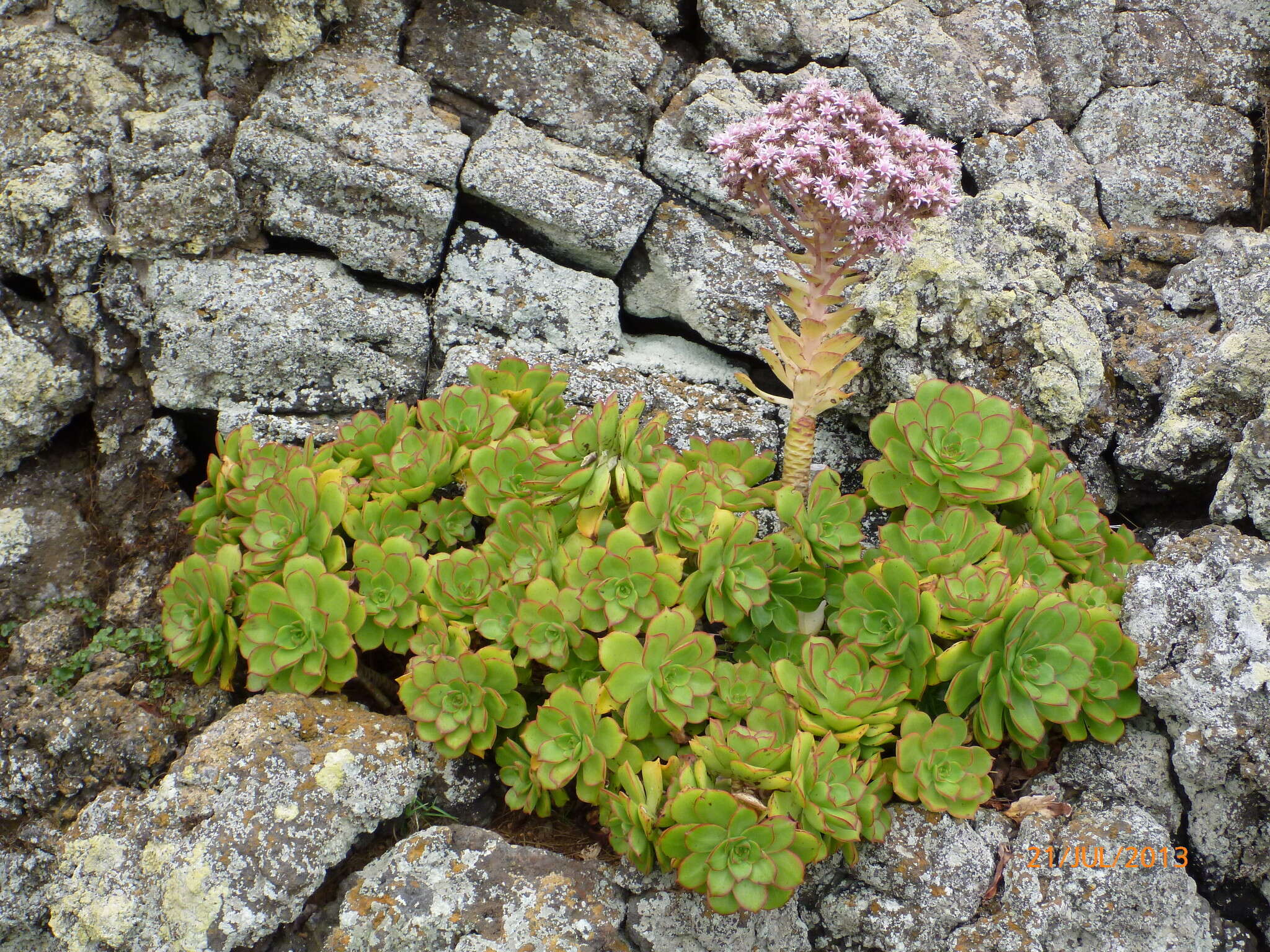 Image of Aeonium lancerottense (Praeger) Praeger