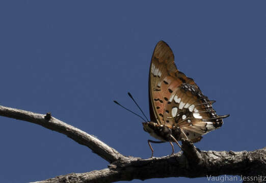 Image of Charaxes jahlusa Trimen 1862