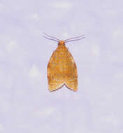 Image of Clepsis metalleta