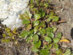 Image of Azorella crenata (Ruiz & Pav.) Pers.