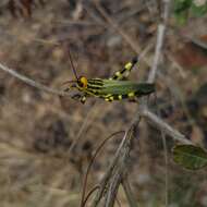 Image of Zoniopoda danottei Carbonell 2007