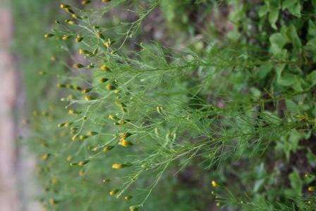 Image de Schkuhria pinnata (Lam.) O. Kuntze