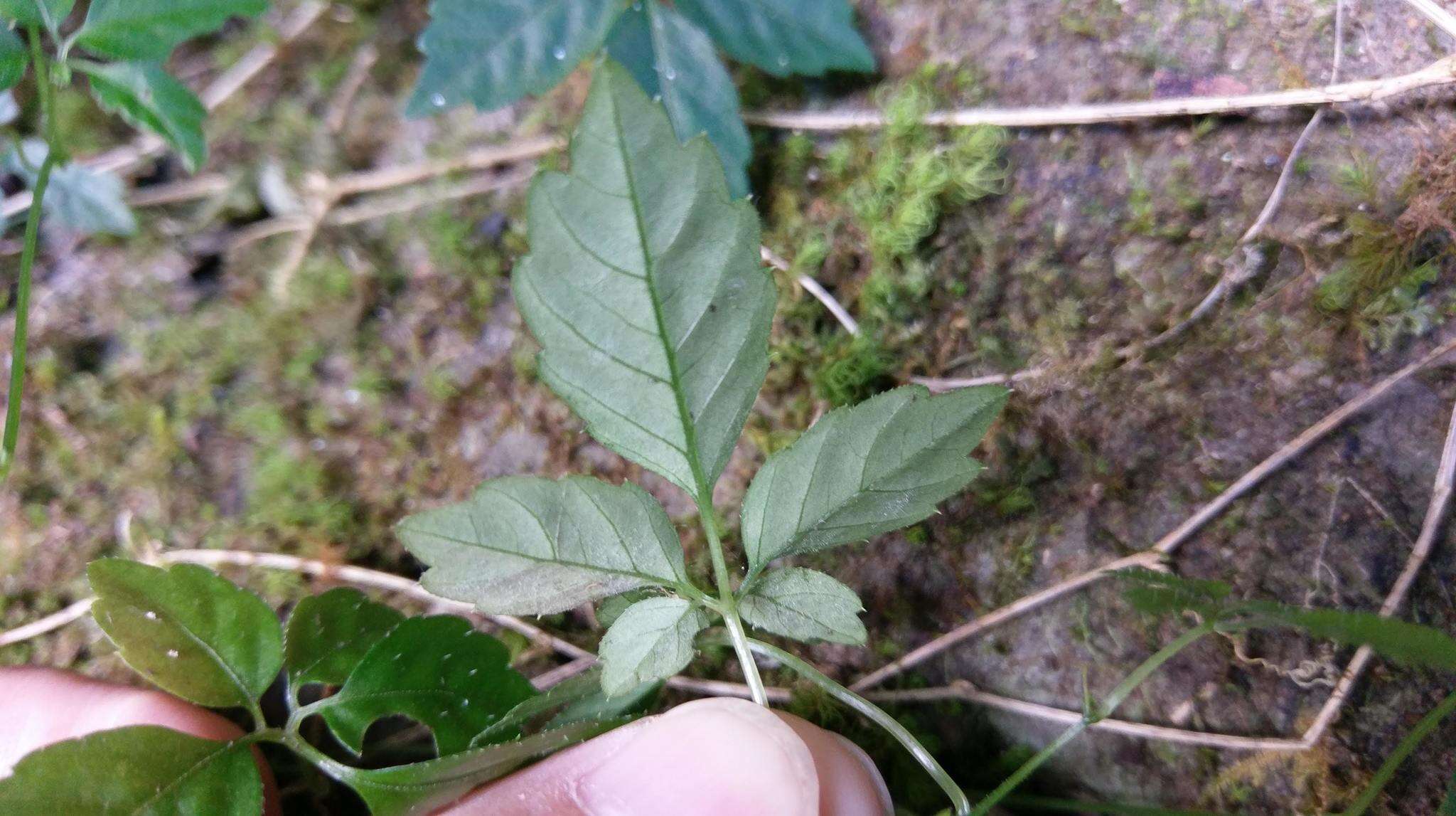 Plancia ëd Gynostemma pentaphyllum (Thunb.) Makino