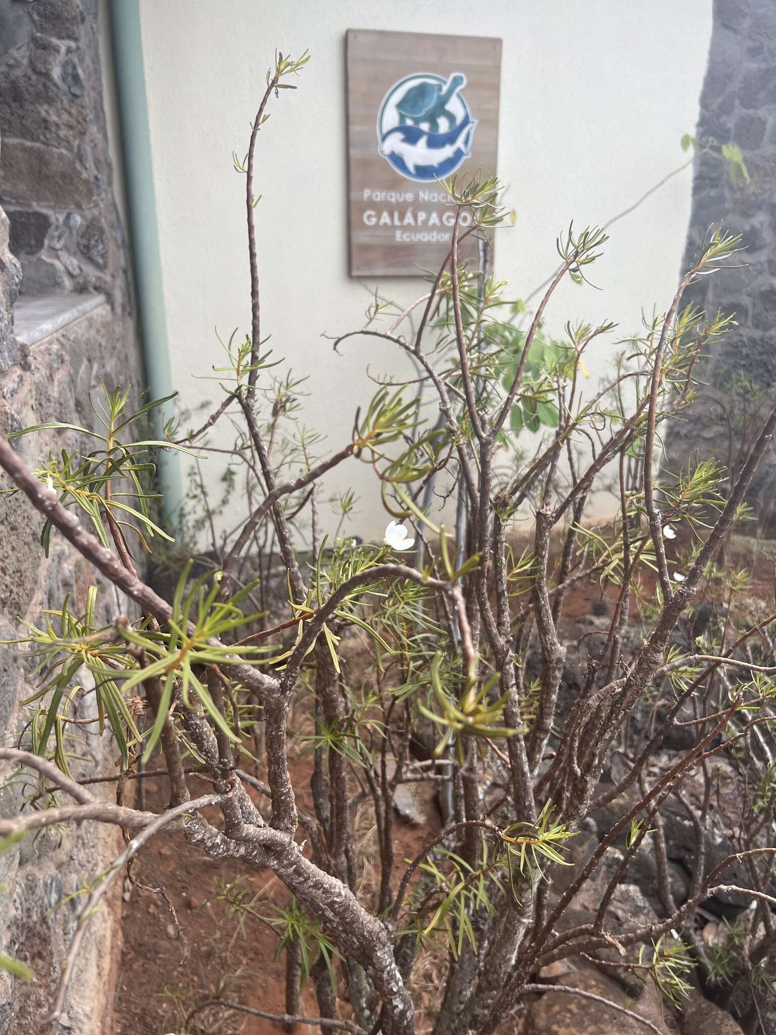 Image of Talinum galapagosum (H. St. John) M. A. Hershkovitz