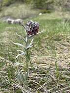 Cynoglossum magellense Ten.的圖片