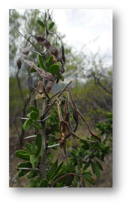 Image of Vachellia bilimekii (J. Macbr.) Seigler & Ebinger