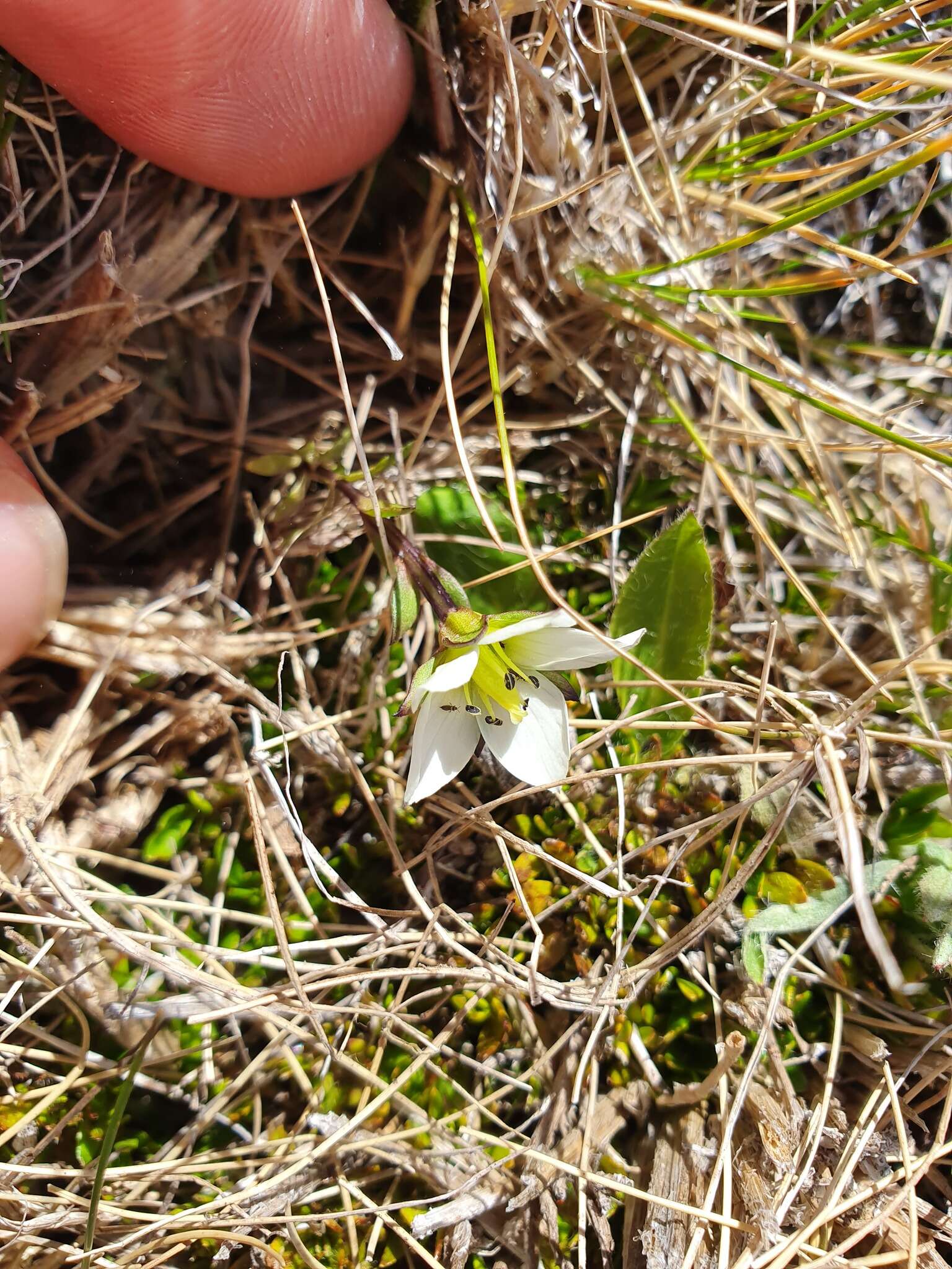 Gentianella filipes (Cheeseman) T. N. Ho & S. W. Liu resmi