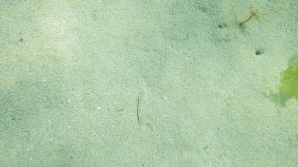 Image of Common Dragonet