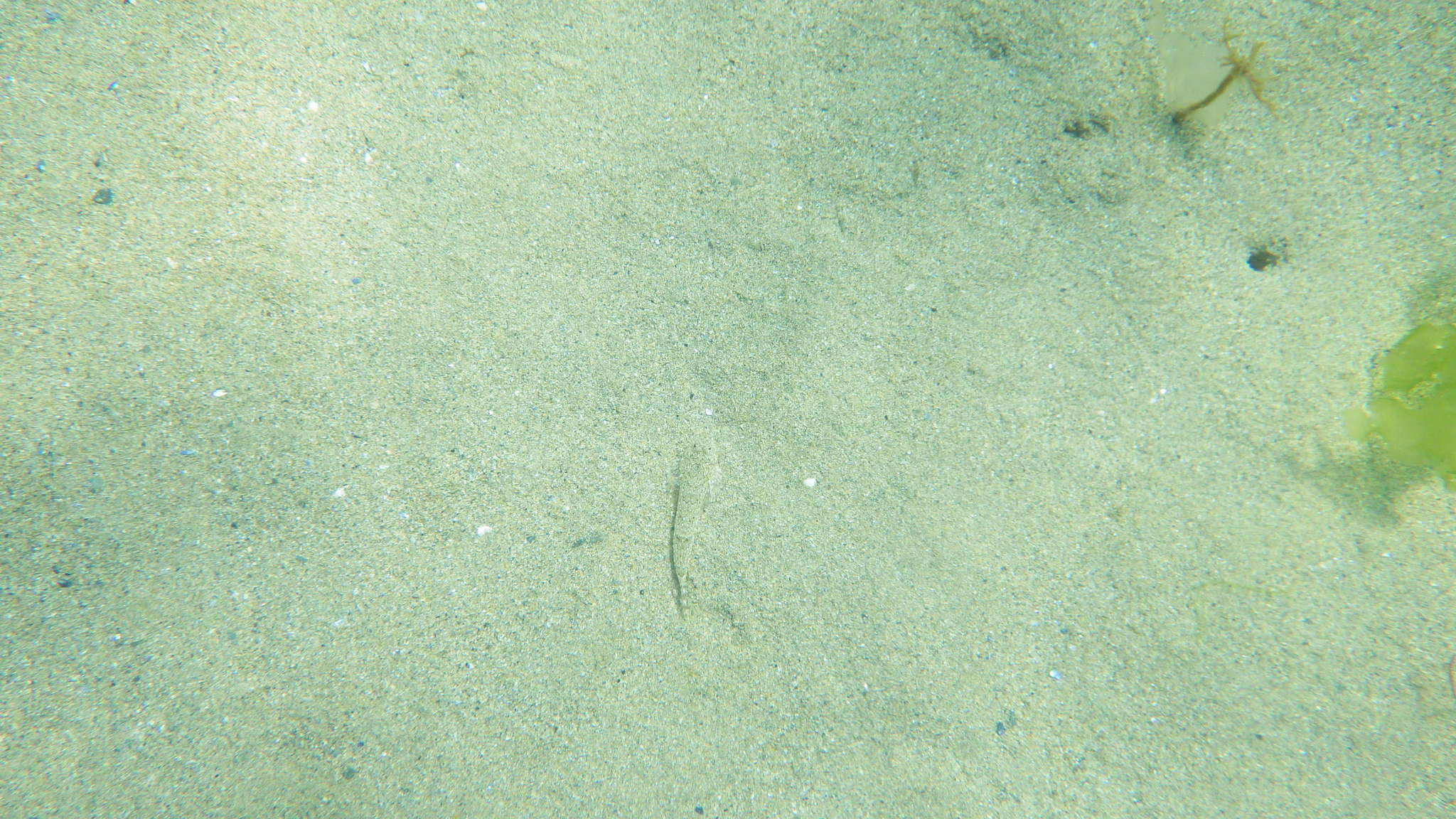 Image of Common Dragonet