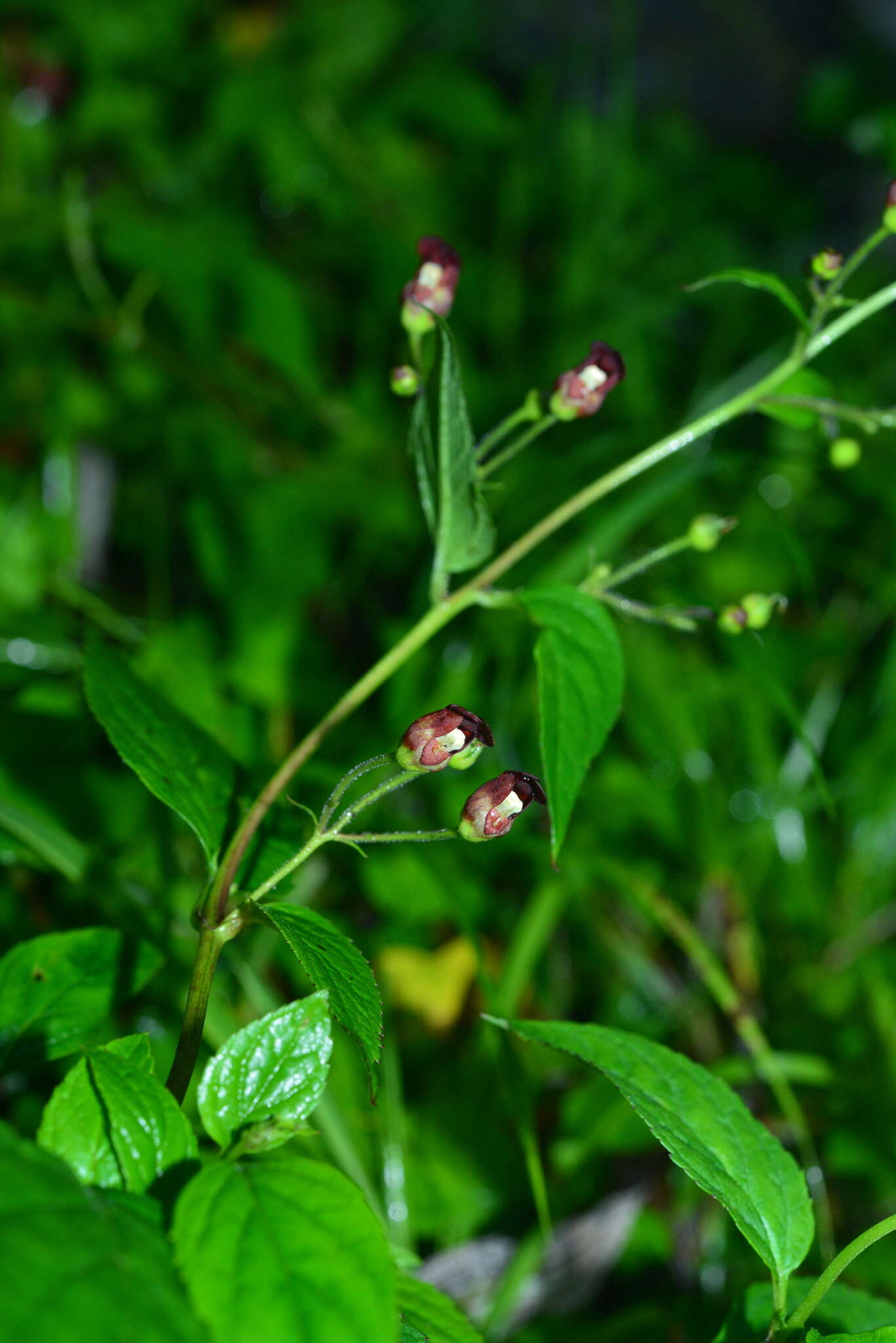 Image de Scrophularia yoshimurae T. Yamaz.