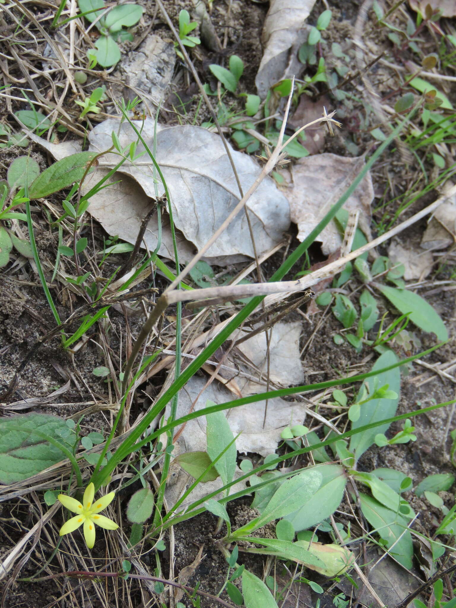 Image of Glossy-Seed Yellow Star-Grass