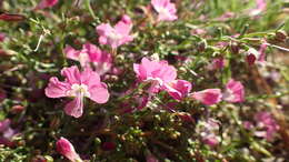 Image of Baja California ipomopsis