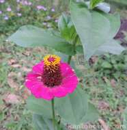 Imagem de Zinnia elegans Jacq.