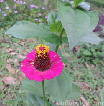 Image of ELEGANT ZINNIA