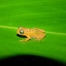 Image of Raorchestes manohari Zachariah, Dinesh, Kunhikrishnan, Das, Raju, Radhakrishnan, Palot & Kalesh 2011