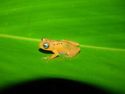 Image of Raorchestes manohari Zachariah, Dinesh, Kunhikrishnan, Das, Raju, Radhakrishnan, Palot & Kalesh 2011