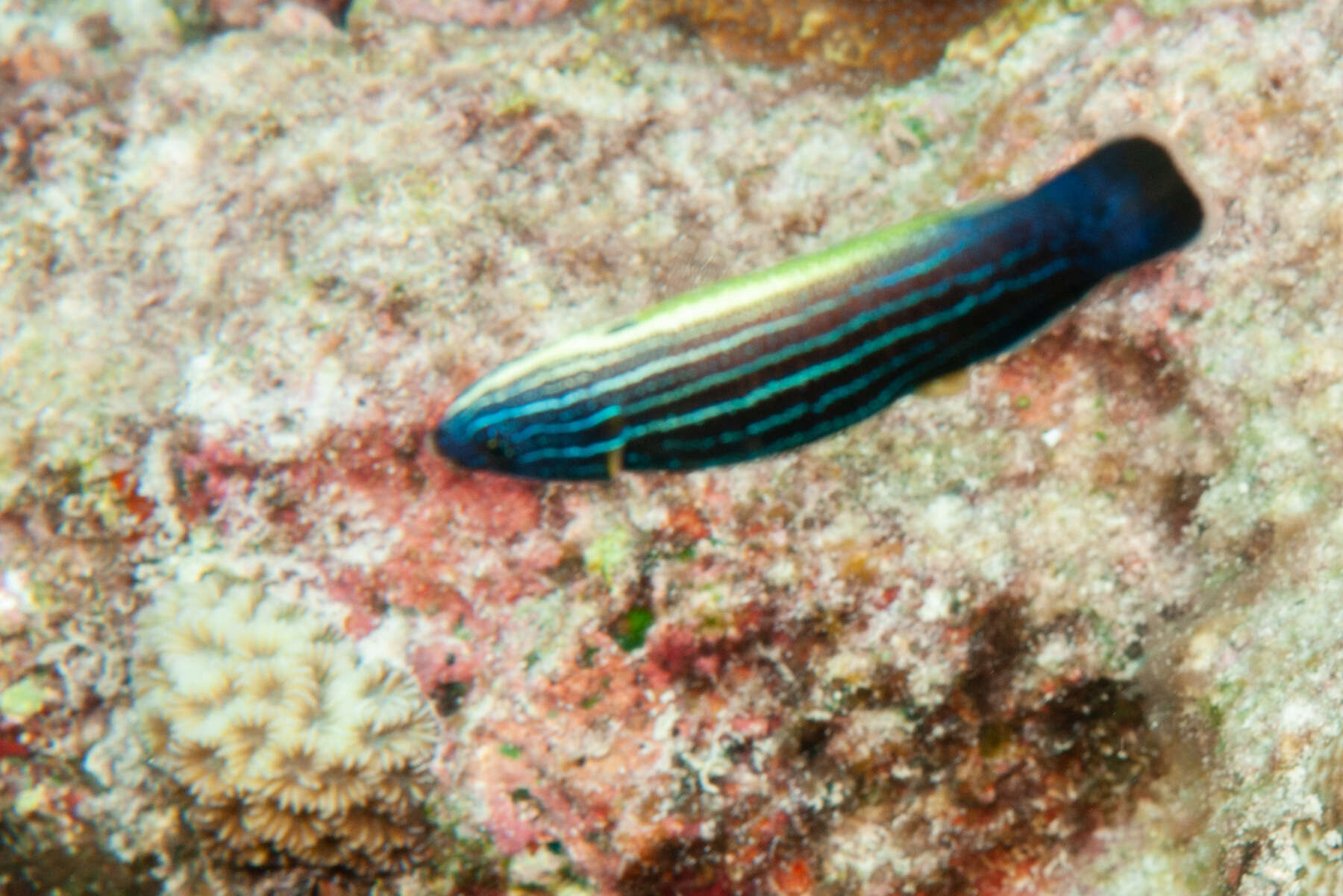 Image of Blacklobe wrasse