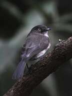 Image of Abyssinian Slaty Flycatcher