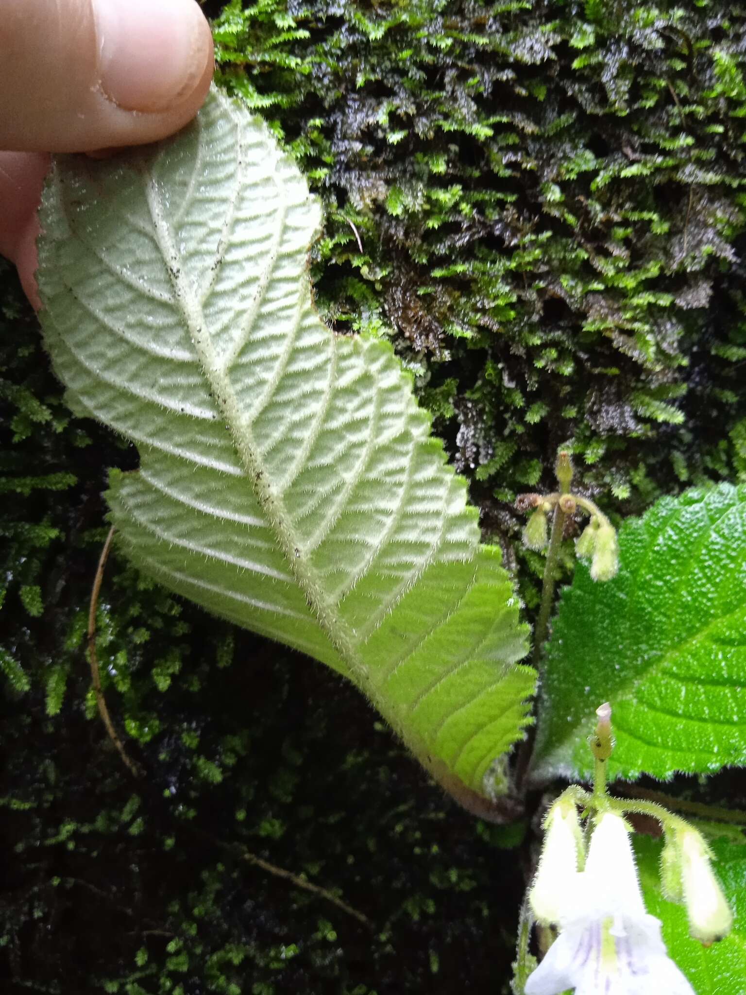 Sivun Streptocarpus parviflorus Hook. fil. kuva