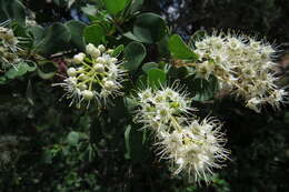 Image of Purple-pod cluster-leaf