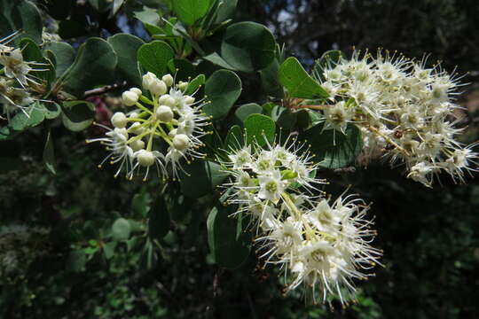 Imagem de Terminalia prunioides M. Laws.