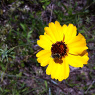 Imagem de Thelesperma filifolium (Hook.) A. Gray