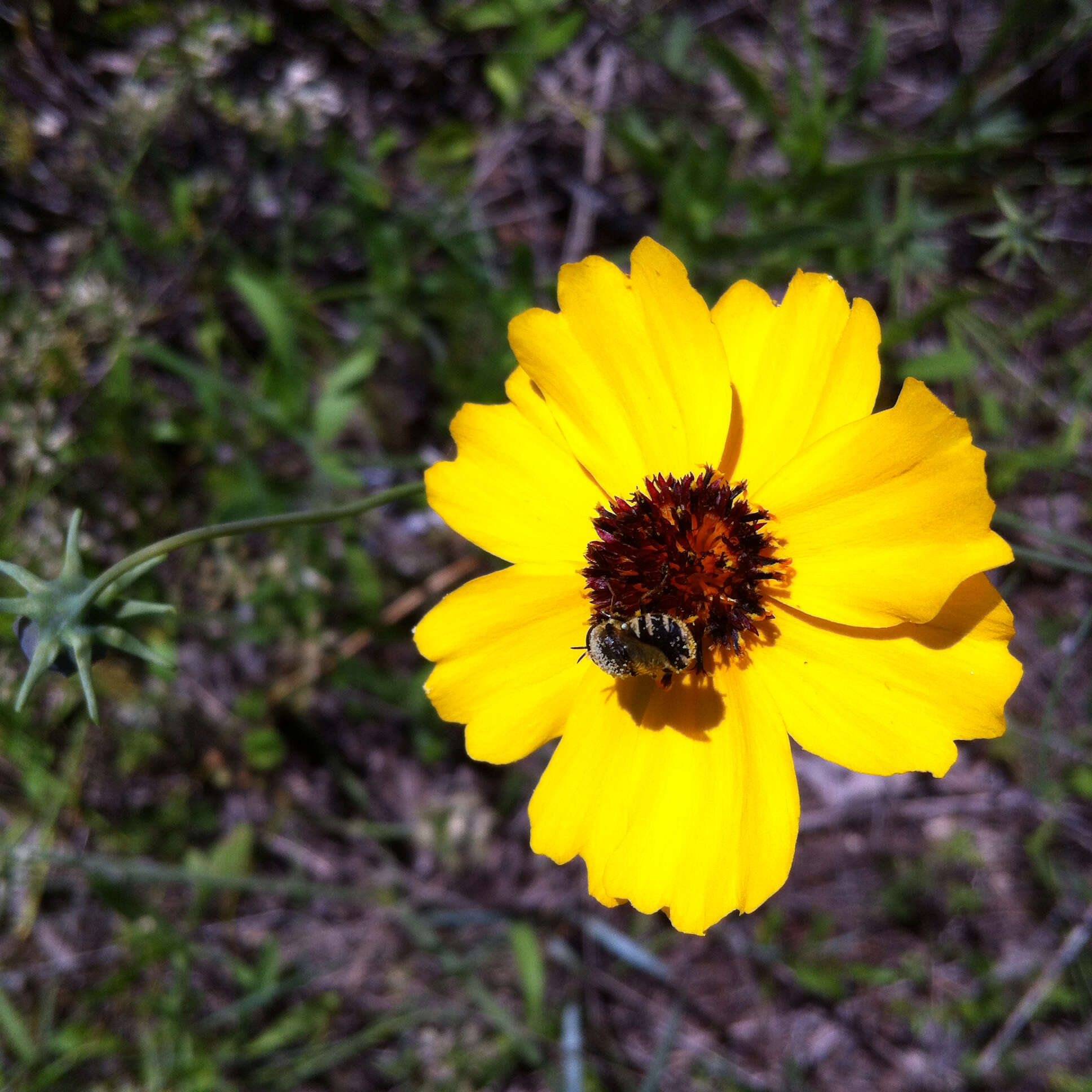 صورة Thelesperma filifolium (Hook.) A. Gray