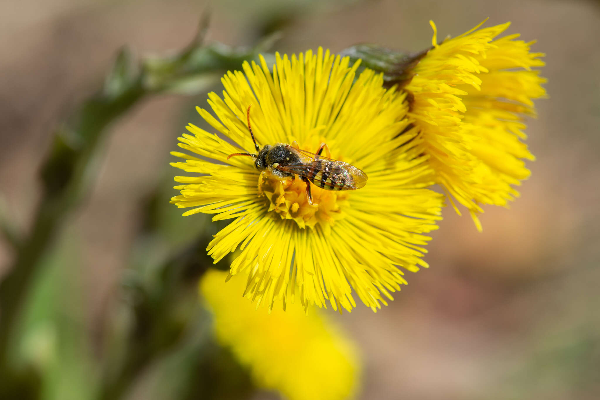 Image of Nomada lathburiana (Kirby 1802)