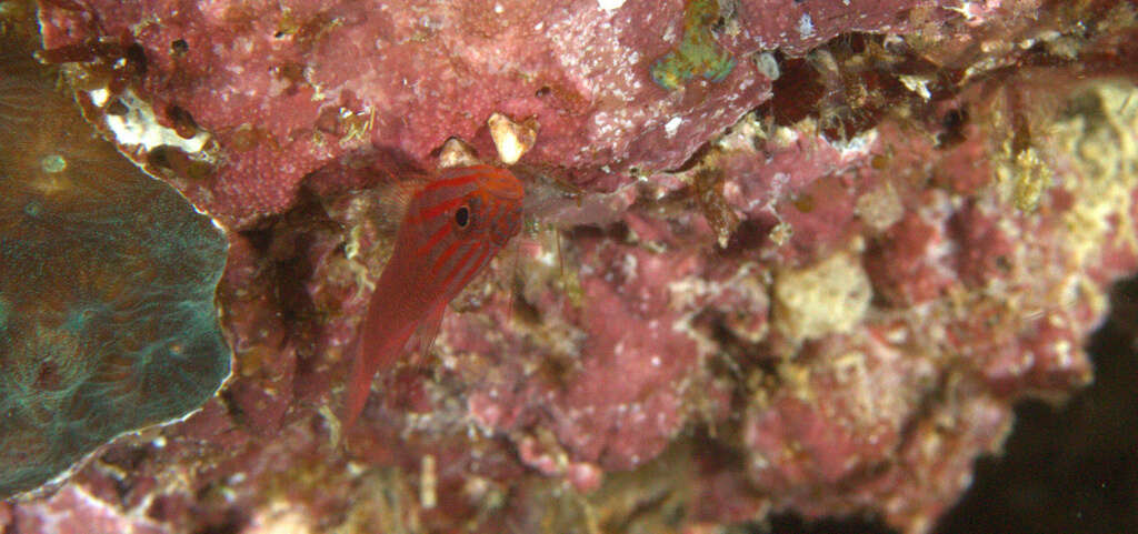 Image of Stripehead dwarfgoby