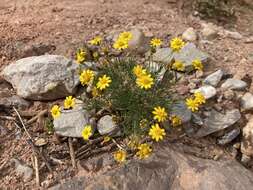 Image of fiveneedle pricklyleaf