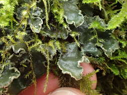 Image of felt lichen