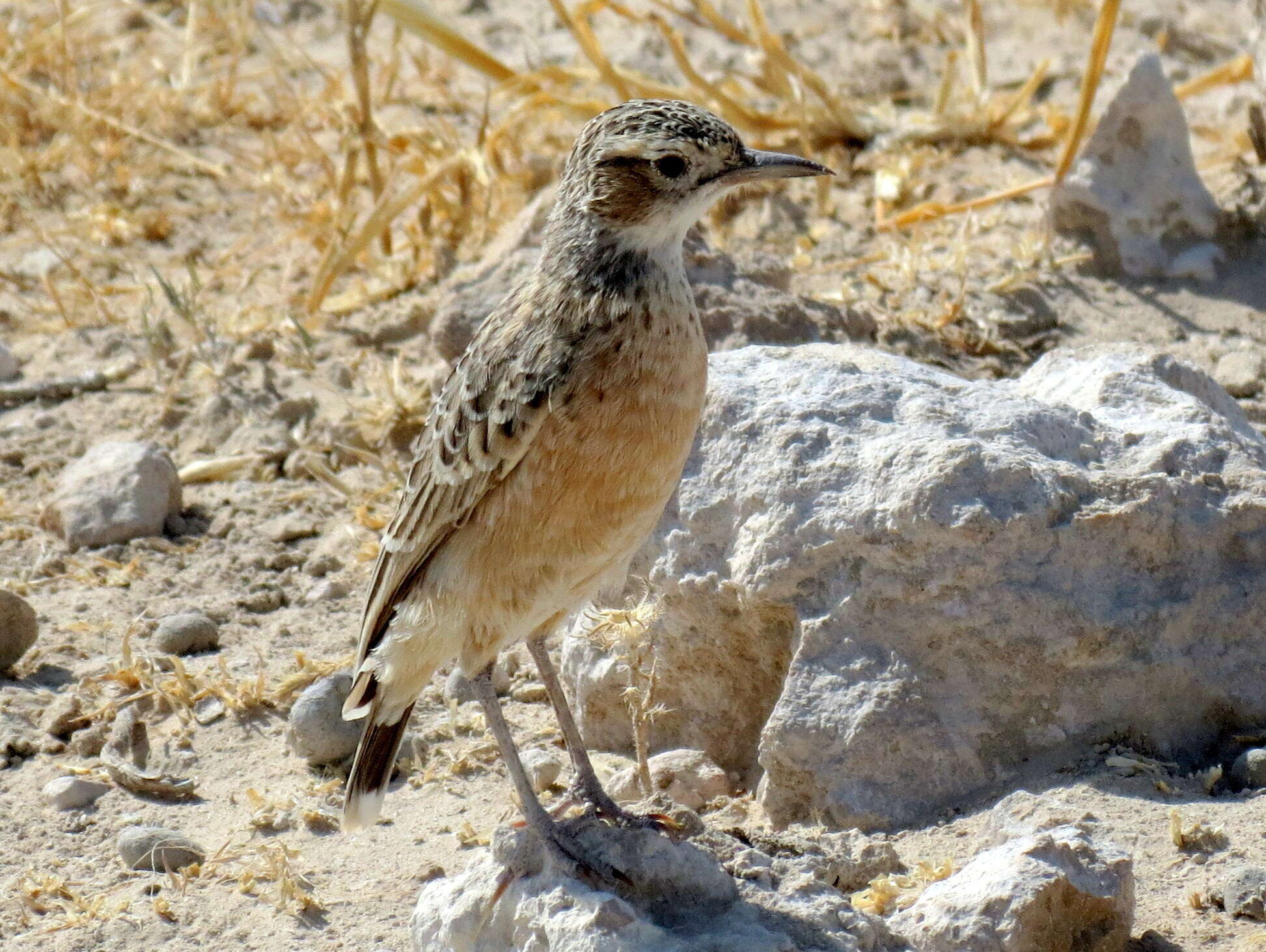 Image of Chersomanes albofasciata erikssoni (Hartert 1907)