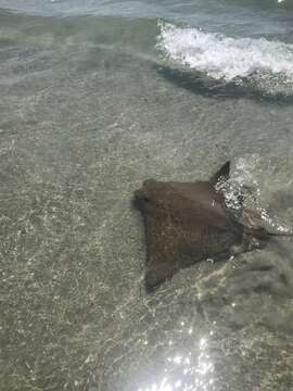 Image of Cownose rays and Flapnose rays