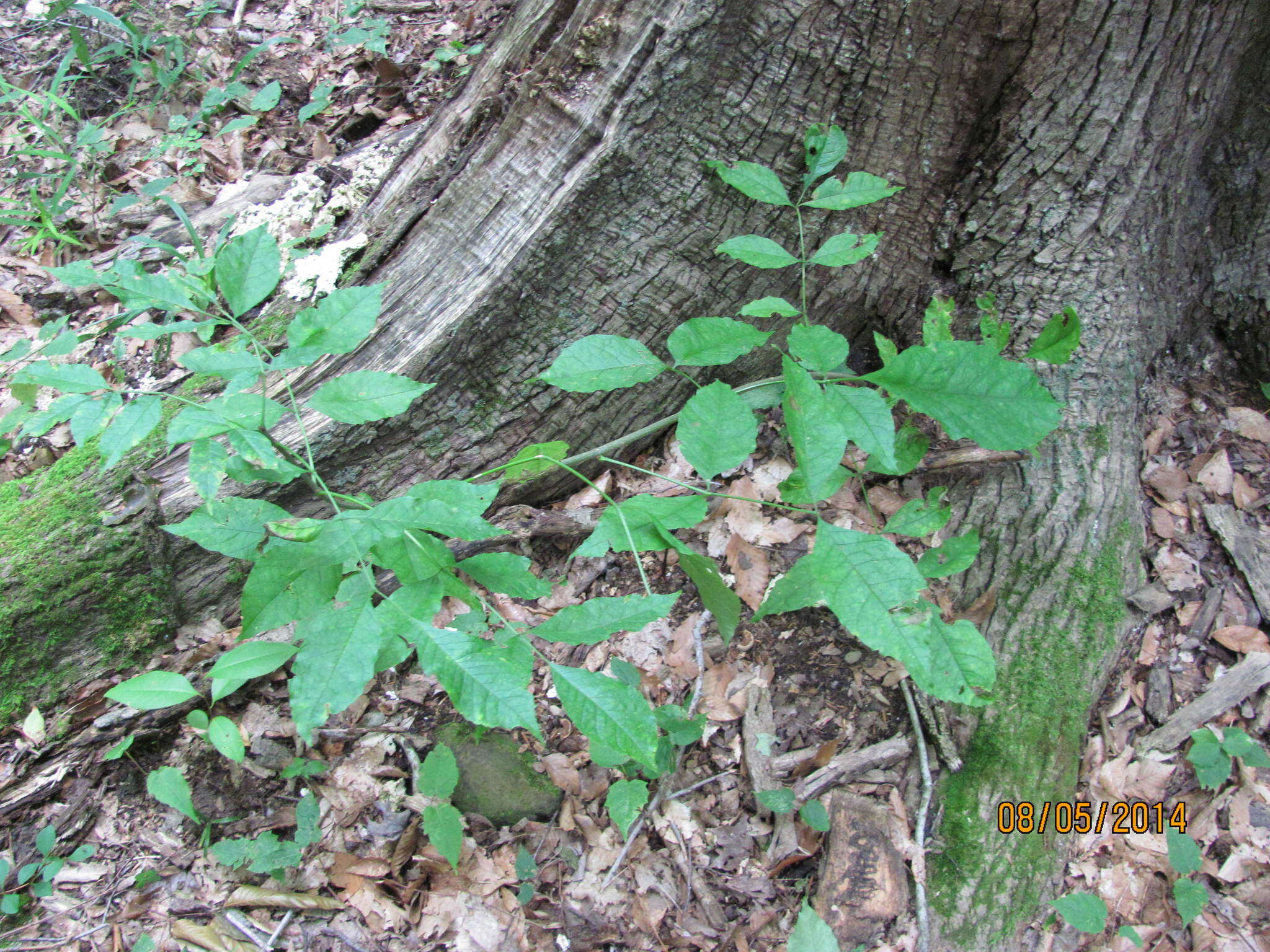 Image of Fraxinus pennsylvanica var. pennsylvanica