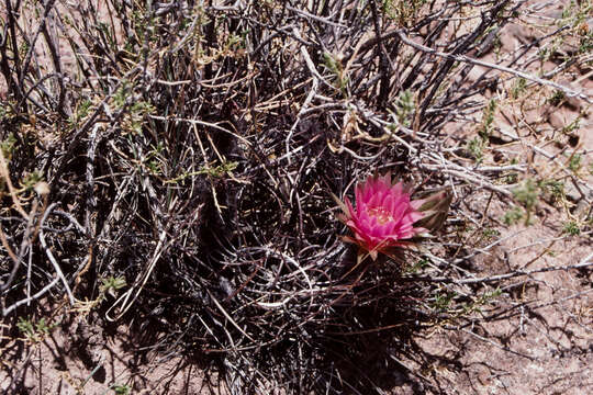 Plancia ëd Echinopsis ferox (Britton & Rose) Backeb.