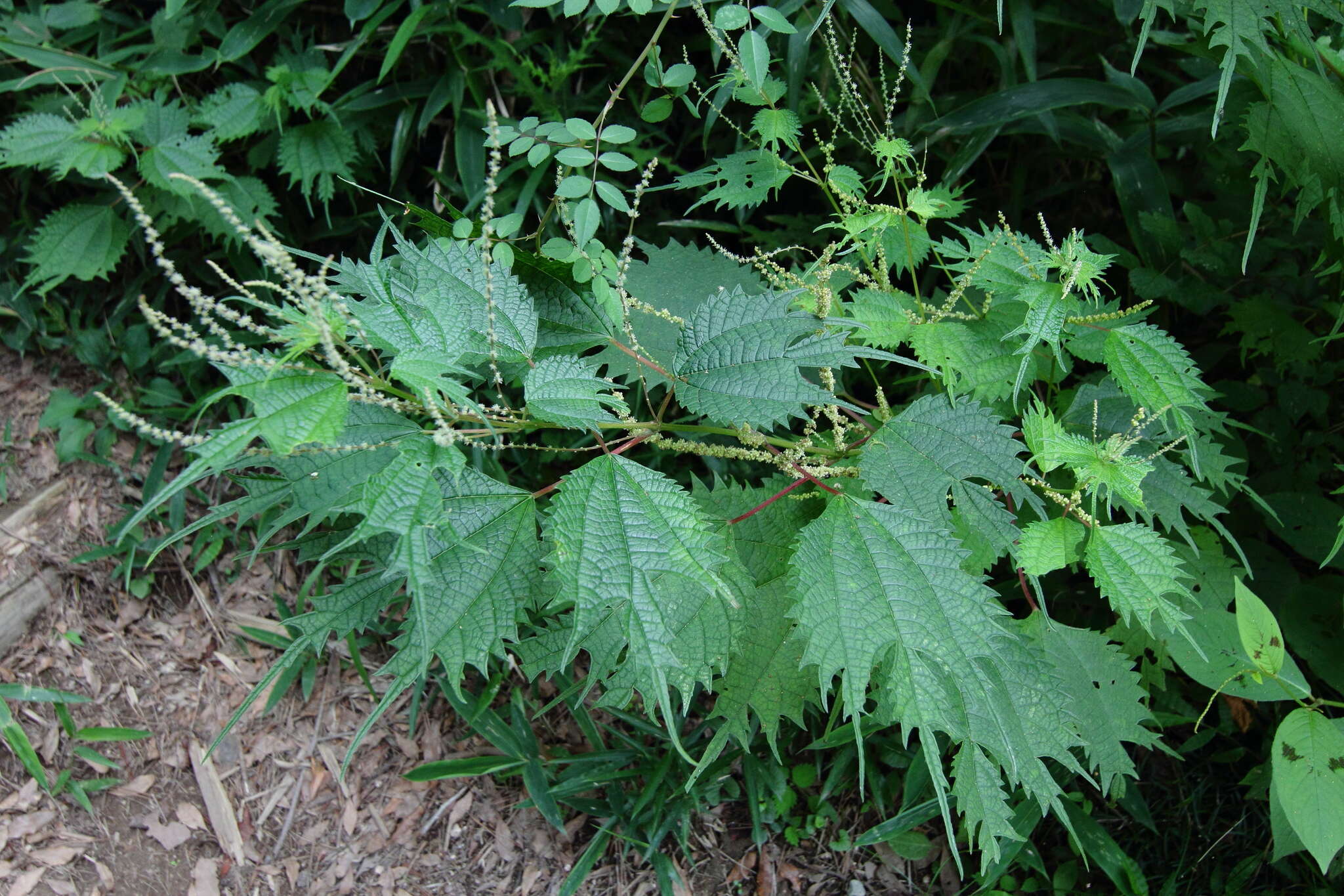 Image of Boehmeria japonica var. silvestrii (Pamp.) Friis & Wilmot-Dear