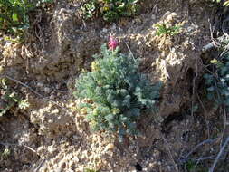 Imagem de Platycapnos spicata (L.) Bernh.