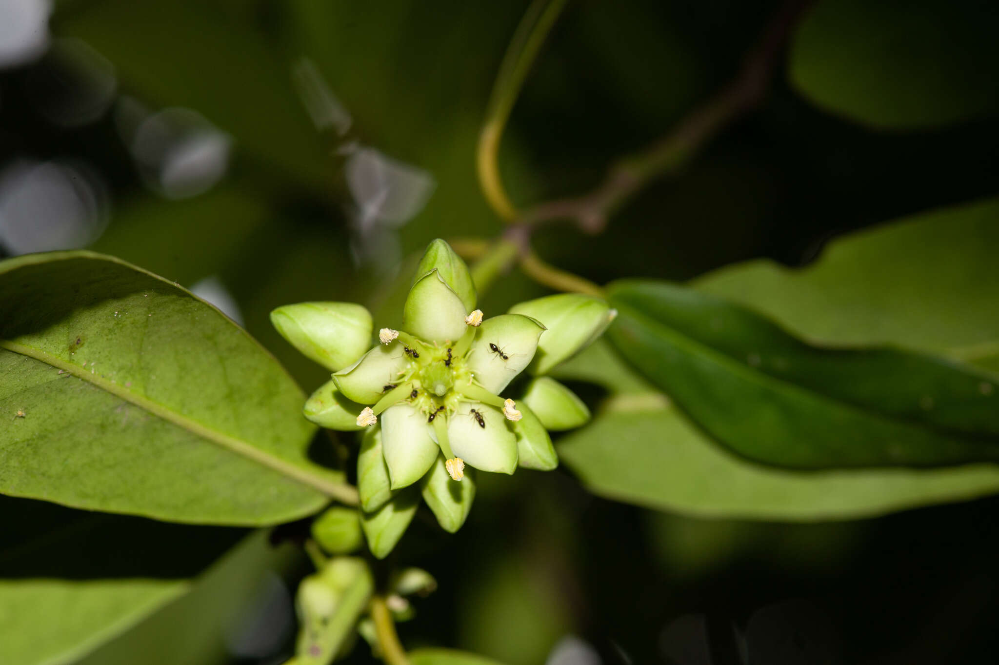 Imagem de Brexia madagascariensis (Lamk.) Thouars ex Ker-Gawl.