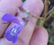 Salvia albicaulis Benth. resmi